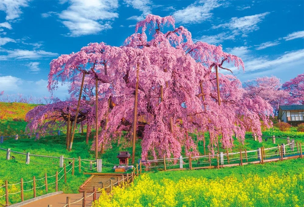 1000 Piece Jigsaw Puzzle Full Bloom of Miharu Takizakura (49x72cm)